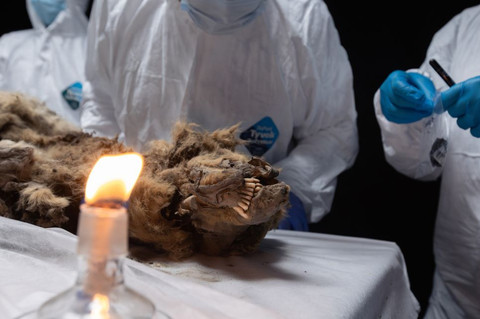 Analisis gigi menunjukkan bahwa serigala tersebut adalah seekor jantan dewasa. Foto: North-Eastern Federal University