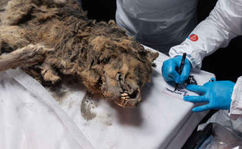 Mumi serigala ditemukan di lapisan es Siberia pada tahun 2021. Foto: North-Eastern Federal University