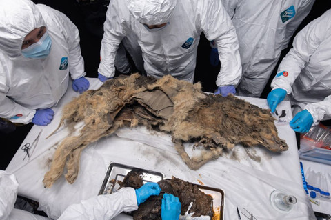 Peneliti mengambil sampel dari perut dan saluran pencernaan serigala.  Foto: North-Eastern Federal University