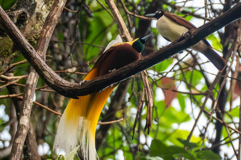Dua burung Cenderawasih kuning kecil (Paradisaea minor) bertengger pada ranting pohon di hutan Belempe yang salah satunya dikelola oleh masyarakat Suku Moi di Kampung Malasigi, Distrik Klayili, Kabupaten Sorong, Papua Barat Daya. Foto: Erlangga Bregas Prakoso/ANTARA FOTO