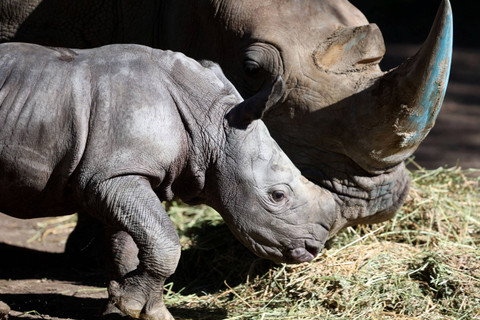Seekor anak badak putih bernama Silverio bersama iduknya, Hannah, di Kebun Binatang Buin di Santiago, Chile, Selasa (2/7/2024). Foto: RAUL BRAVO / AFP