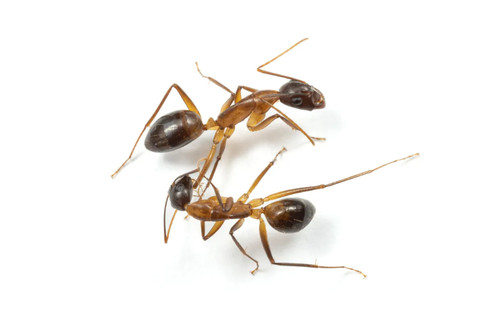 Momen semut mengamputasi kaki rekannya karena cedera.  Foto: Current Biology/Bart Zijlstra