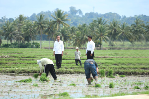 Presiden Joko Widodo bersama Mentan Andi Amran Sulaiman meninjau program pompanisasi di Desa Jaling, Kecamatan Awangpone, Kabupaten Bone, Sulawesi Selatan, Kamis (4/7/2024). Foto: Dok. Istimewa