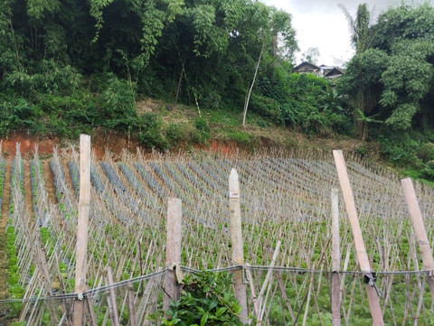 Gambar 1. Lahan bukan persawahan yang ditanami sayuran oleh warga Desa Sindulang Kecamatan Cimanggung Jawa Barat (sumber: dokumentasi pribadi)