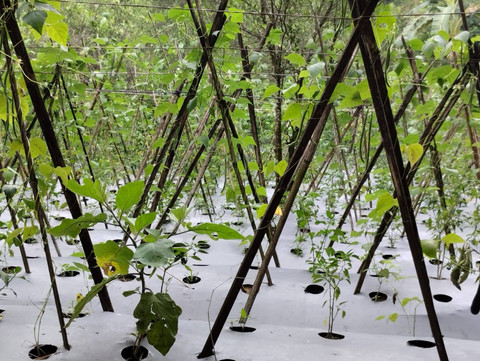 Gambar 2. Sayur kacang panjang dan cabe yang ditanam secara berbarengan oleh warga Desa Sindulang Kecamatan Cimanggung Jawa Barat (sumber: dokumentasi pribadi)