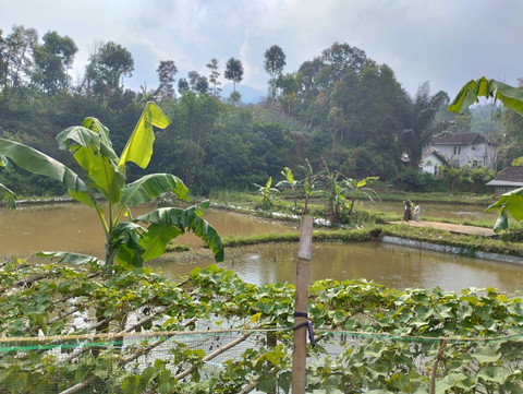 Gambar 3. Tambak ikan nila yang ada di Desa Sindulang Kecamatan Cimanggung Jawa Barat (sumber: dokumentasi pribadi)