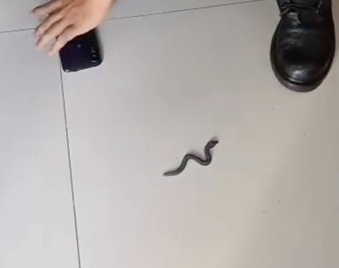 Ular yang ternyata mainan. Dok: Damkar Kota Depok