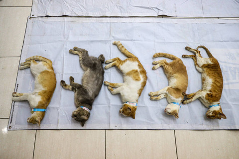 Ilustrasi kucing disteril. Foto: Iqbal Firdaus/kumparan