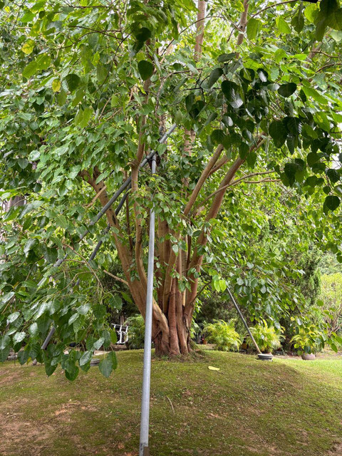 Holy Bodhi Tree atau Pohon Buddha di Tsz Shan Monastery. Foto: Andari Novianti/kumparan