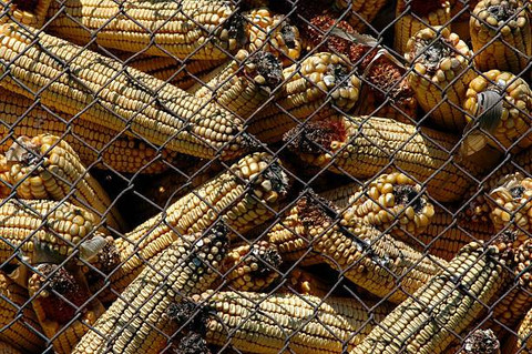 Serangan Cendawan Aspergilus pada Jagung setelah Panen (Sumber: https://pixabay.com).