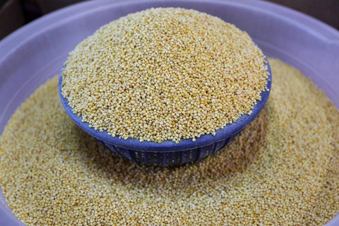 Ilustrasi Biji Jawawut (sumber: shutterstock.com)