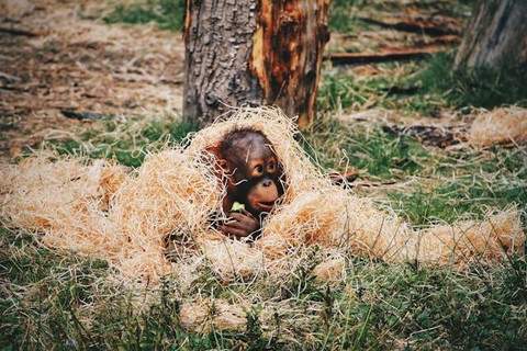 Di Mana Habitat yang Tepat untuk Orang Utan. Foto hanya ilustrasi. Sumber foto: Unsplash/Erik