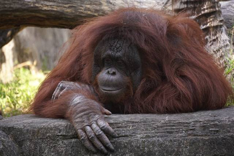 Di Mana Habitat yang Tepat untuk Orang Utan. Foto hanya ilustrasi. Sumber foto: Unsplash/Uzumaki