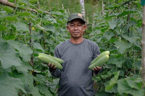 Ketua Kelompok Tani Pancorang Indah Alatif yang mendapat pendampingan program CSR Harita Nickel di bidang pertanian memperlihatkan timun hasil produksi kebun kelompok taninya. Foto: Jamal Ramadhan/kumparan