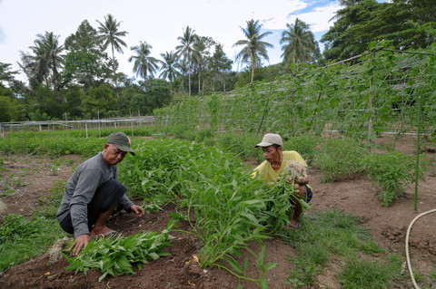Ketua Kelompok Tani Pancorang Indah Alatif bersama anggotanya memanen kangkung di kebun kelompok taninya. Foto: Jamal Ramadhan/kumparan