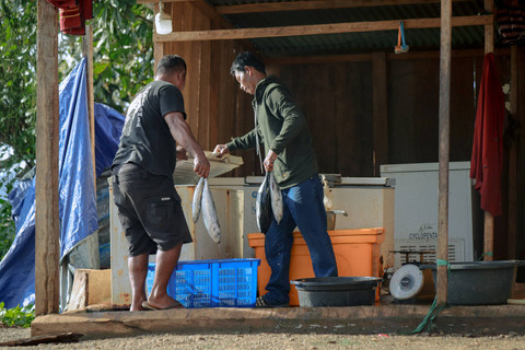 Lamulyadi Usman, nelayan di Desa Kawasi memindahkan ikan hasil tangkapannya ke dalam ice box untuk menjaga kesegaran kondisi ikan. Foto: Jamal Ramadhan/kumparan