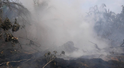 Lahan gambut di Riau terbakar.  Foto: Dok. Istimewa