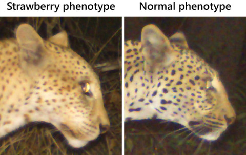 Perbedaan kepala macan tutul stroberi dan macan tutul biasa. Foto: Searle, C.E., et al, Ecology and Evolution 2024