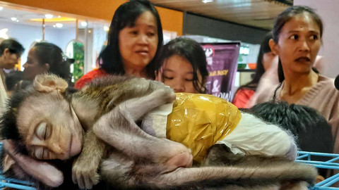 Sepasang anak monyet yang tertidur menarik perhatian pecinta hewan di event Palembang Pet Festival yang berlangsung di ground floor Palembang Indah Mal, Minggu (28/7) Foto: ary priyanto/urban id