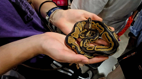 Hewan ular yang juga dihadirkan di event Palembang Pet Festival yang berlangsung selama tiga hari di ground floor Palembang Indah Mal, Minggu (28/7) Foto: ary priyanto/urban id
