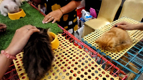 Sejumlah hewan kucing yang dipamerkan pada event Palembang Pet Festival 2024 menjadi hewan yang paling banyak mencuri perhatian para pengunjung, Minggu (28/7) Foto: ary priyanto/urban id