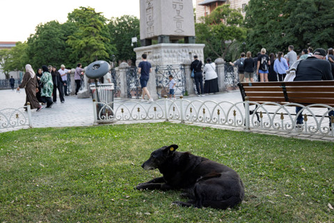 Seekor anjing liar tidur di Lapangan Sultanahmet, Istanbul, Turki, pada 30 Mei 2024. Foto: Yasin AKGUL / AFP