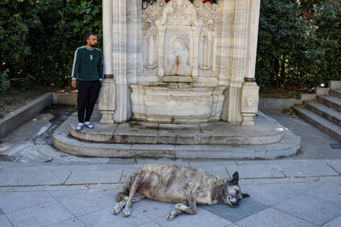 Seekor anjing liar tidur di dekat Taman Macka, Istanbul, Turki, pada 29 Mei 2024. Foto: Yasin AKGUL / AFP