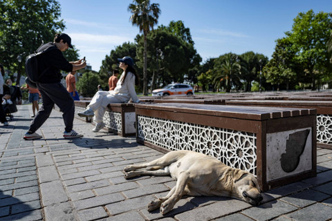 Seekor anjing liar tidur di depan Masjid Biru, Istanbul, Turki, pada 29 Mei 2024. Foto: Yasin AKGUL / AFP