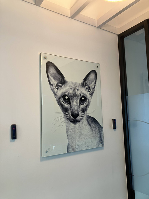 Kantor Royal Canin, Pondok Indah Office Tower 3, Jakarta Selatan, Jumat (19/7/2024). Foto: Ema Fitriyani/kumparan