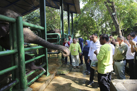 Seekor anak gajah Sumatera jantan baru lahir dua bulan lalu bernama Rocky Balboa di Kebun Binatang Surabaya. Foto: Dok. Humas Pemkot Surabaya