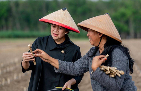 Ketua DPR RI Puan Maharani megecek singkong bersama petani. Foto: DPR RI