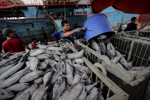 Pekerja menyortir ikan hasil tangkapan di tempat bongkar muat Pelabuhan Perikanan Samudera Nizam Zahman, Jakarta Utara, Kamis (8/8/2024). Foto: Jamal Ramadhan/kumparan