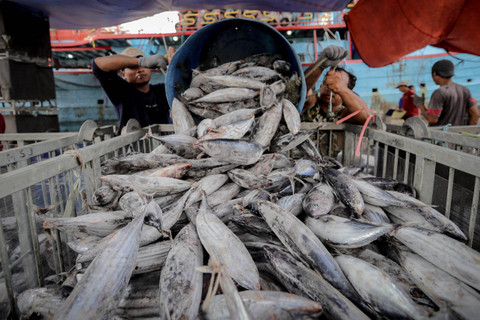 Pekerja menyortir ikan hasil tangkapan di tempat bongkar muat Pelabuhan Perikanan Samudera Nizam Zahman, Jakarta Utara, Kamis (8/8/2024). Foto: Jamal Ramadhan/kumparan