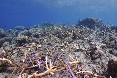 Petugas Balai Taman Nasional Bunaken menyelam untuk tanam transplantasi terumbu karang. Foto: Dok. Balai Taman Nasional Bunaken
