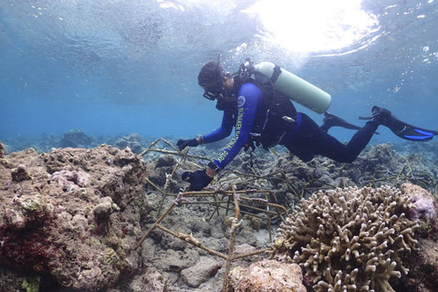 Petugas Balai Taman Nasional Bunaken menyelam untuk tanam transplantasi terumbu karang. Foto: Dok. Balai Taman Nasional Bunaken