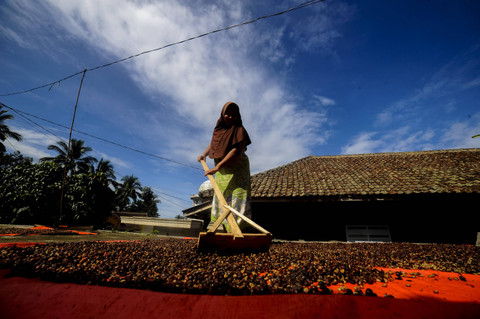 Petani menjemur biji kopi robusta (Coffea Canephora) di Kampung Ciodeng, Pandeglang, Banten. Foto: Muhammad Bagus Khoirunas/ANTARA FOTO