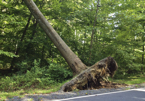 Ilustrasi Pohon Tumbang Foto: Lissandra Melo/Shutterstock