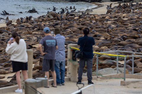 Pantai San Carlos ditutup akibat banyaknya Singa laut berkumpul di Monterey, California, AS, 22 Agustus 2024. Foto: REUTERS/Carlos Barria