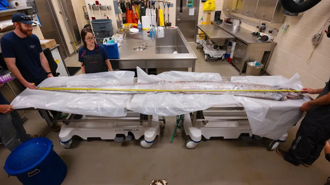 Oarfish atau ikan kiamat yang ditemukan di California.  Foto: Erik Jepsen/UC San Diego