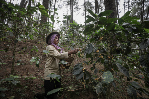 Petani dari Lembaga Masyarakat Desa Hutan (LMDH) Bukit Amanah memtik biji kopi Arabika Priangan jenis Yellow Bourbone di Gunung Puntang, Kabupaten Bandung, Jawa Barat, Kamis (29/8/2024). Foto: Aditia Noviansyah/kumparan