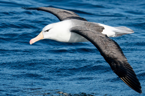 Ilustrasi burung albatros. Foto: Shutterstock