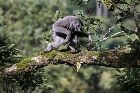 Owa Jawa yang berada di habitat aslinya di Kawasan Hutan Lindung Malabar, Gunung Puntang, Bandung, Jumat (31/8). Foto: Aditia Noviansyah/kumparan