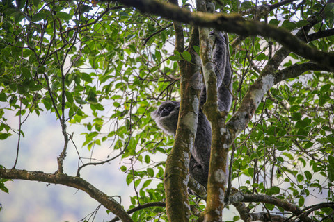 Owa Jawa yang berada di habitat aslinya  di Kawasan Hutan Lindung Malabar, Gunung Puntang, Bandung, Jumat (31/8). Foto: Aditia Noviansyah/kumparan
