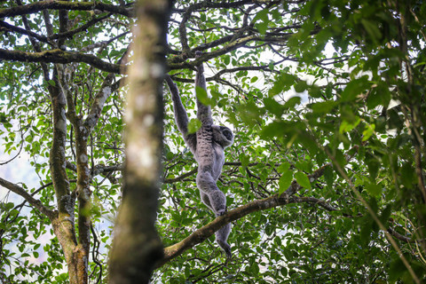 Owa Jawa yang berada di habitat aslinya  di Kawasan Hutan Lindung Malabar, Gunung Puntang, Bandung, Jumat (31/8). Foto: Aditia Noviansyah/kumparan
