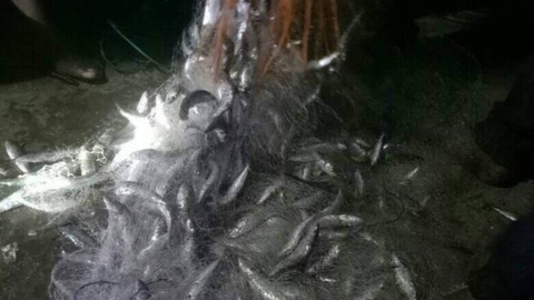 Ikan-ikan sarden yang loncat ke daratan dari Pantai Cianjur. Foto: Dok. Istimewa