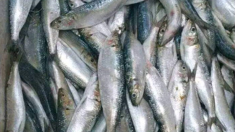 Ikan-ikan sarden yang loncat ke daratan dari Pantai Cianjur. Foto: Dok. Istimewa