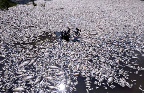 Foto udara menunjukan kereta dorong bayi berada di sekitar ratusan ribu ikan mati menyelimuti sungai di dekat pelabuhan Volos, Yunani, Jumat (30/8/2024). Foto: Giannis Floulis/Reuters
