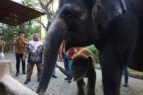 Anak gajah Sumatera Ricky Balboa. Foto: Diskominfo Surabaya