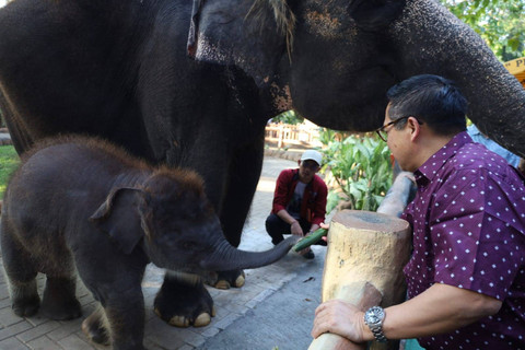 Kebun Binatang Surabaya Ultah ke 108, Kenalkan Anak Gajah Ricky Balboa ke Publik