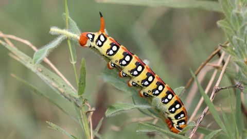 Apa Perbedaan Larva dan Nimfa, Sumber Unsplash Haci Elmas 2